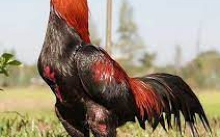 मुर्गी की इस नस्ल के आगे कड़कनाथ भी फेल