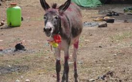 गजब! होली पर कराई जाती है नए दामाद को गधे की सवारी