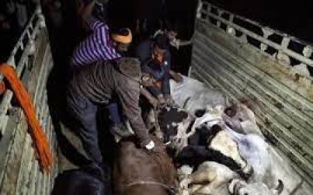 गाय की हत्या करने के मामले में दो लोग गिरफ्तार