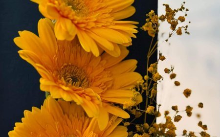 हिन्दी साहित्य