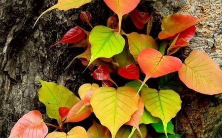 अंग्रेजी साहित्य