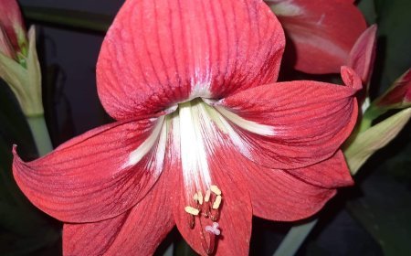 अंग्रेजी साहित्य