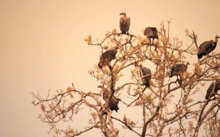 जॉन एलिया