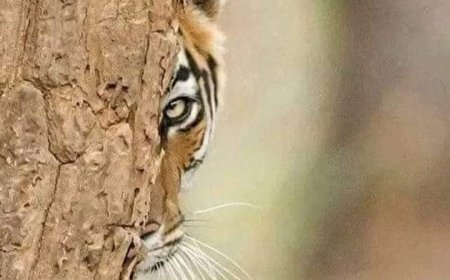 राजनीति