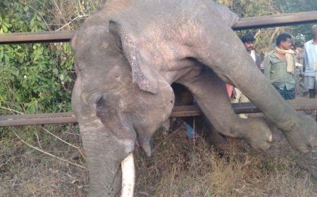 भारतीय राजनीति