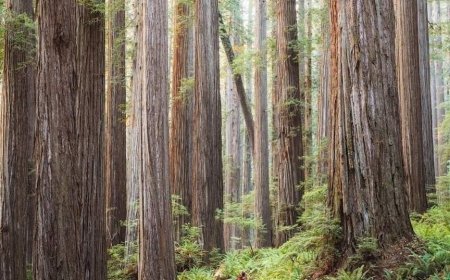 हिन्दी साहित्य