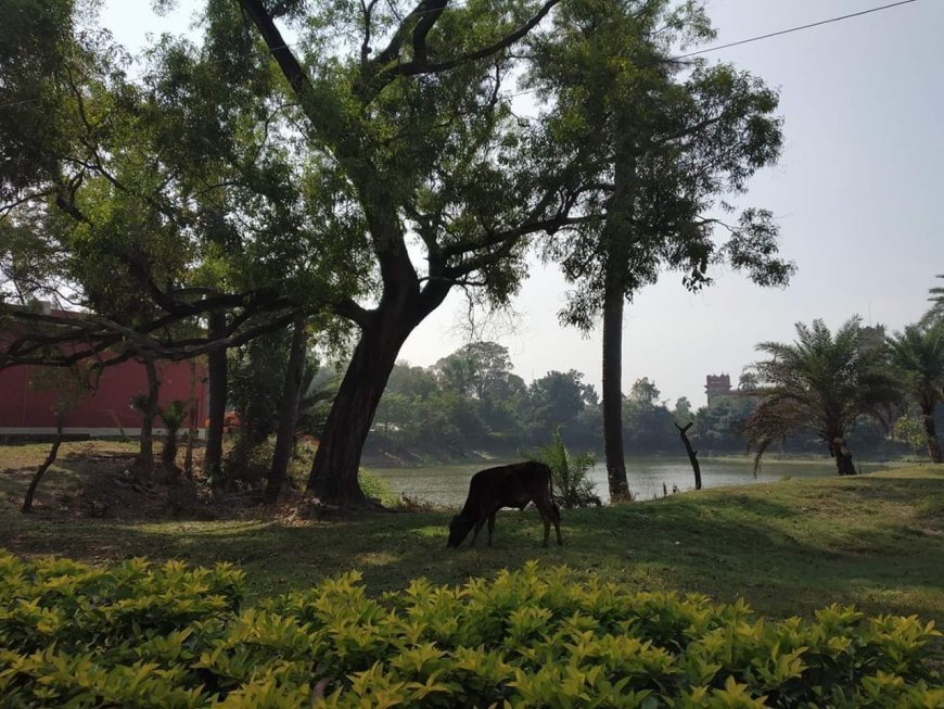 कविता