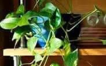 युवा वर्ग को ठोस सलाह