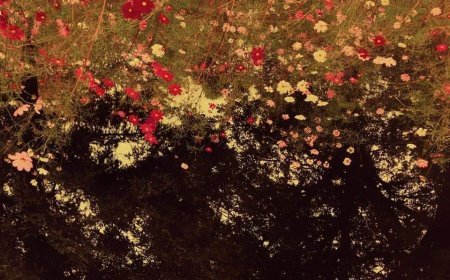 शेर (मोतियों को)