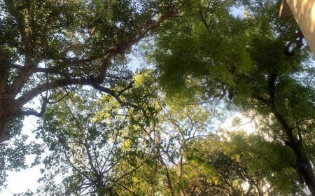 शेर(वक़्त का काफ़िला)