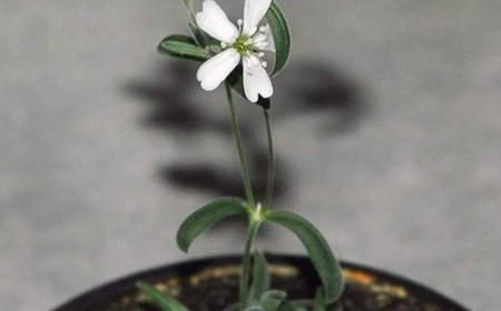 विज्ञान विश्व