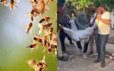 पहाड़ी पर घूम रहे पर्यटकों पर मधुमक्खियों का हमला, दो की मौत