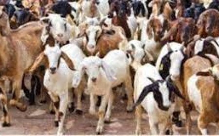 सरकारी नौकरी छोड़ बकरियां पाल रहा शख्स, धोनी का है फैन;