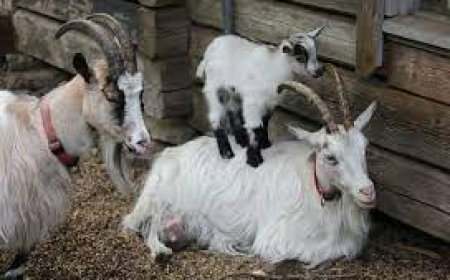 कर्नाटक चुनाव 2023 में मीट पार्टी का क्रेज, 15-20 हजार में बिक रहा एक बकरा