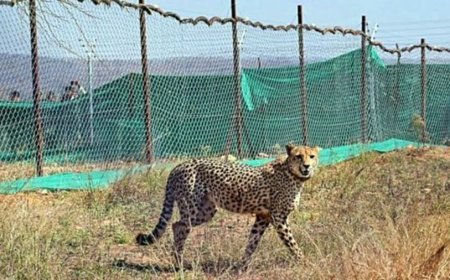 मध्य प्रदेश के कूनो राष्ट्रीय उद्यान में चीते 'उदय' की मौत