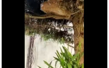 कांग्रेस नेता के भाई के घर पर पड़ा छापा, पेड़ पर मिले 1 करोड़ रुपए