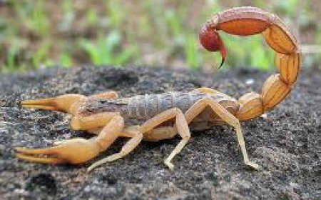 एयर इंडिया की फ्लाइट में महिला यात्री पर हमला, बेहोशी की हालत में पहुंची अस्पताल