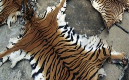 छत्तीसगढ़ के इंद्रावती टाइगर रिजर्व में बाघ की खाल की तस्करी में शामिल 7 गिरफ्तार
